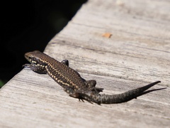 Podarcis muralis