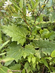 Petasites frigidus
