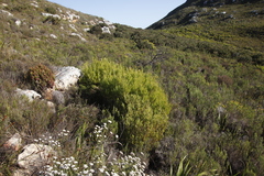 Leucadendron xanthoconus