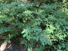 Vaccinium alaskaense