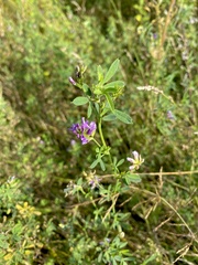 Medicago sativa