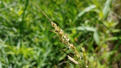 Echinochloa crus-galli