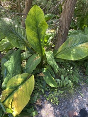 Lysichiton americanus