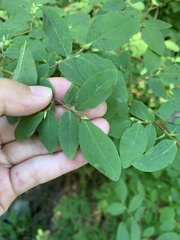 Vaccinium alaskaense