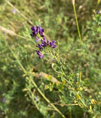 Medicago sativa