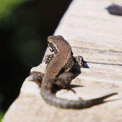 Podarcis muralis
