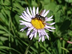 Sericomyia chalcopyga