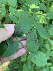 Vaccinium alaskaense