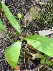 Clintonia uniflora