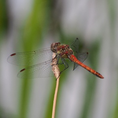 Sympetrum striolatum