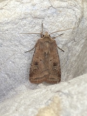Diarsia rubi