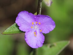 Tradescantia crassifolia