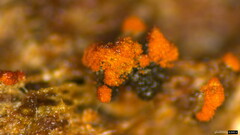 Fungi