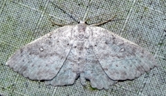 Cyclophora pendulinaria