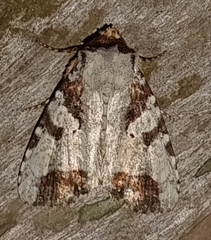 Condica