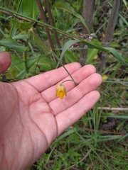 Calochortus barbatus