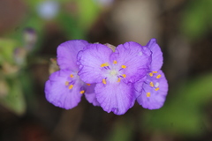 Tradescantia crassifolia