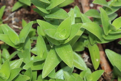 Tradescantia crassifolia