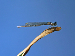 Coenagrionidae