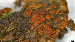 Fungi