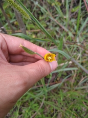 Calochortus barbatus