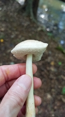 Leccinellum albellum