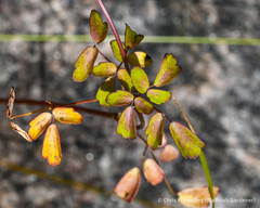 Thalictrum pubescens
