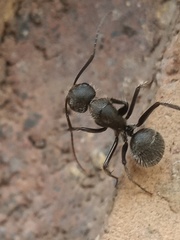 Camponotus pellarius