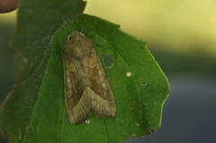 Hydraecia micacea