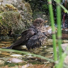 Turdus merula