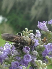 Scoliidae