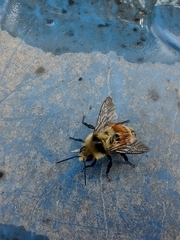 Bombus huntii