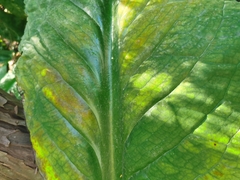 Lysichiton americanus