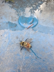 Bombus huntii