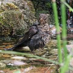 Turdus merula