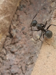 Camponotus pellarius