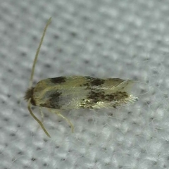 Etainia decentella