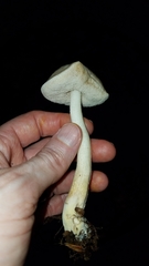 Leccinellum albellum