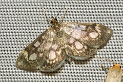 Anania coronata