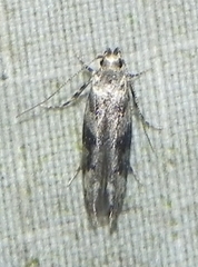 Coleotechnites atrupictella