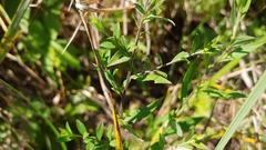 Symphyotrichum ontarionis