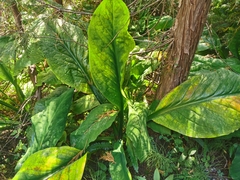 Lysichiton americanus