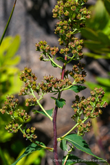 Spiraea alba