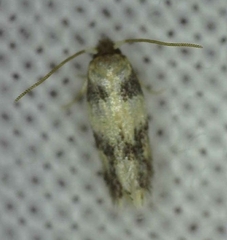 Etainia decentella