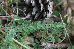 Astragalus monspessulanus