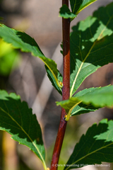 Spiraea alba