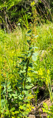 Spiraea alba