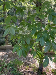 Oxydendrum