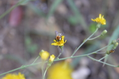 Bombus pascuorum