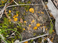 Phaeohelotium baileyanum